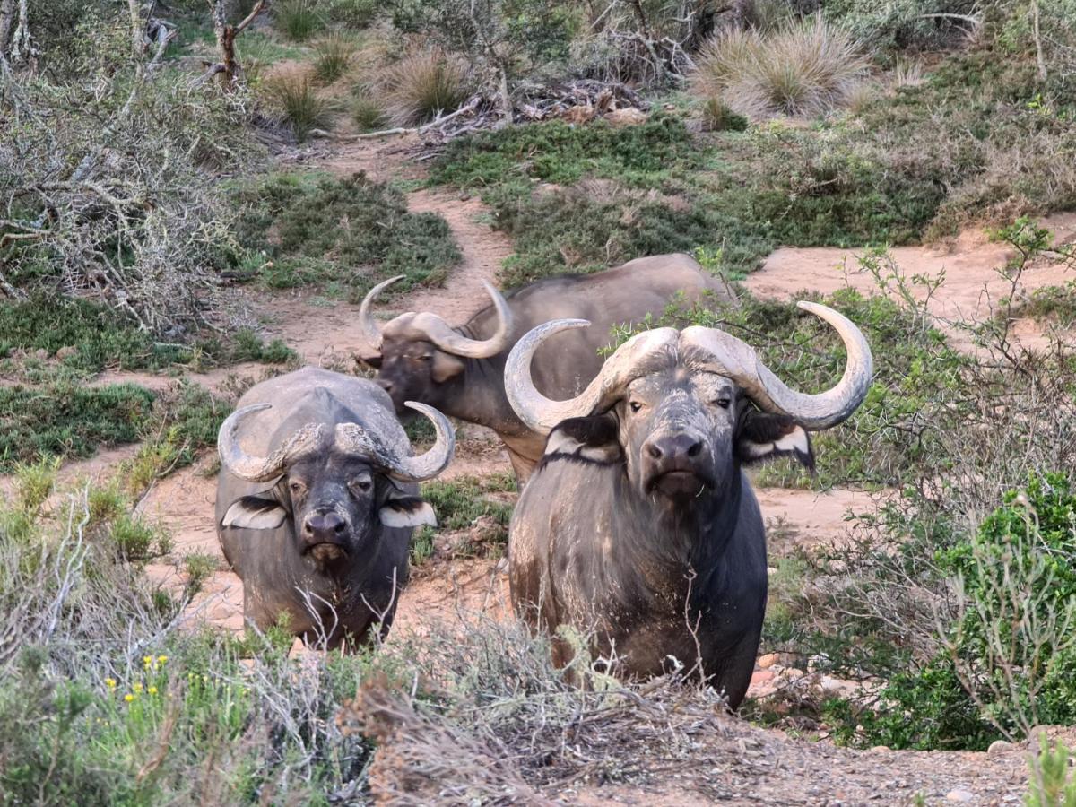 Indalu Game Reserve Boggomsbaai Exterior photo