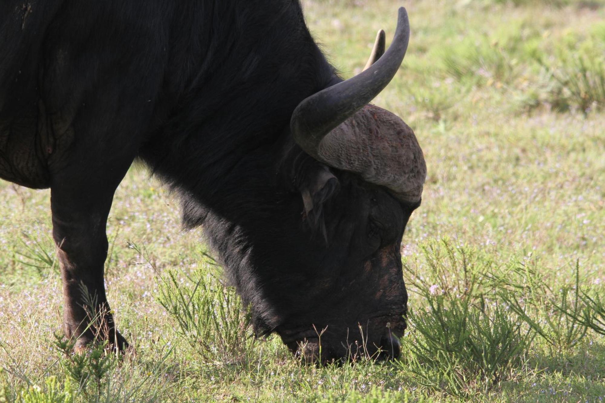 Indalu Game Reserve Boggomsbaai Exterior photo