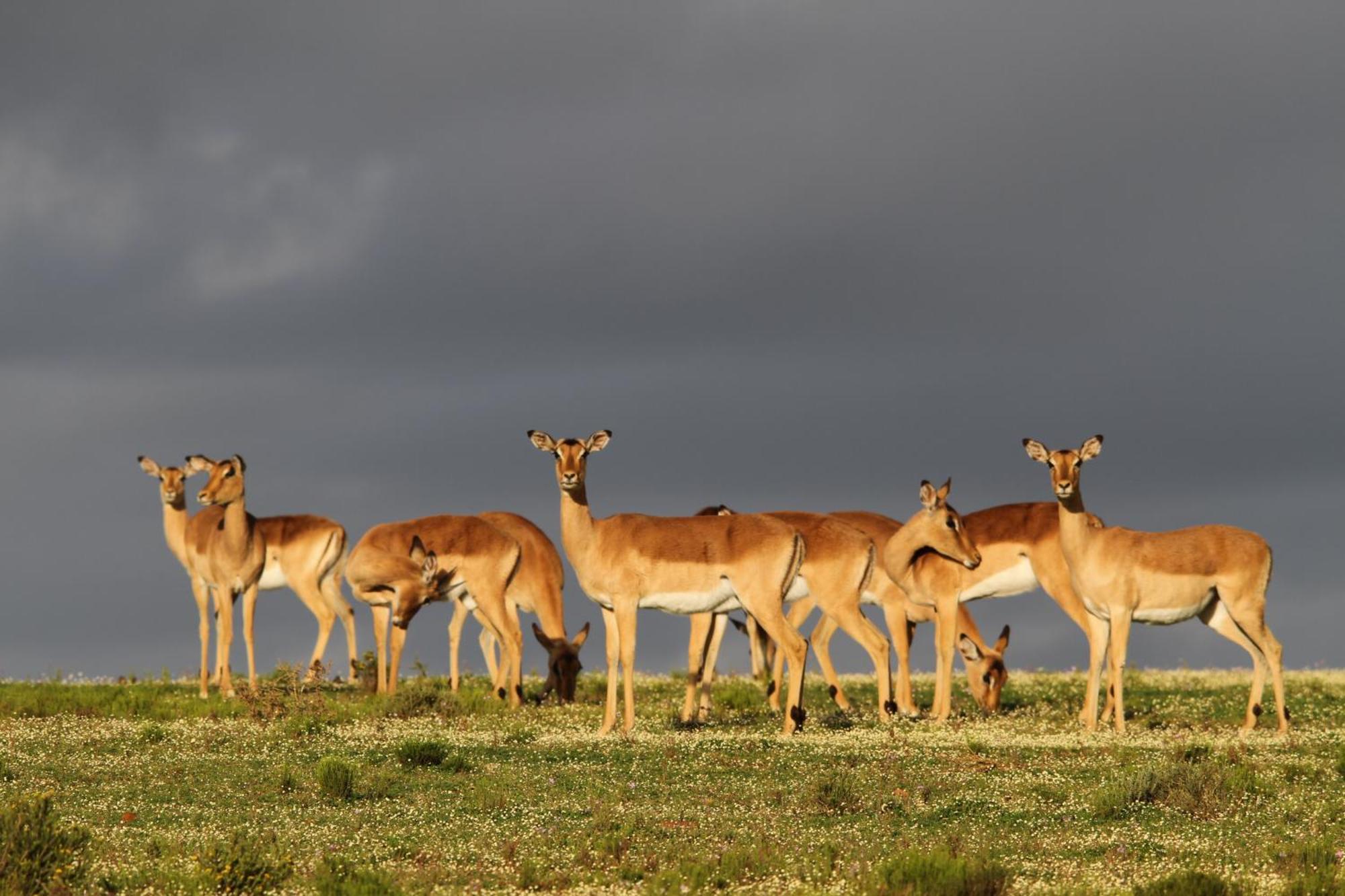 Indalu Game Reserve Boggomsbaai Exterior photo