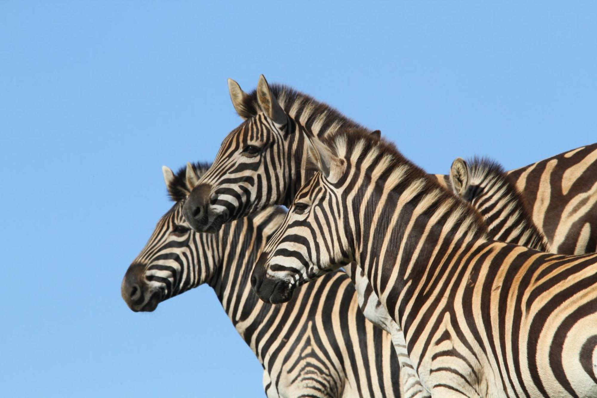 Indalu Game Reserve Boggomsbaai Exterior photo