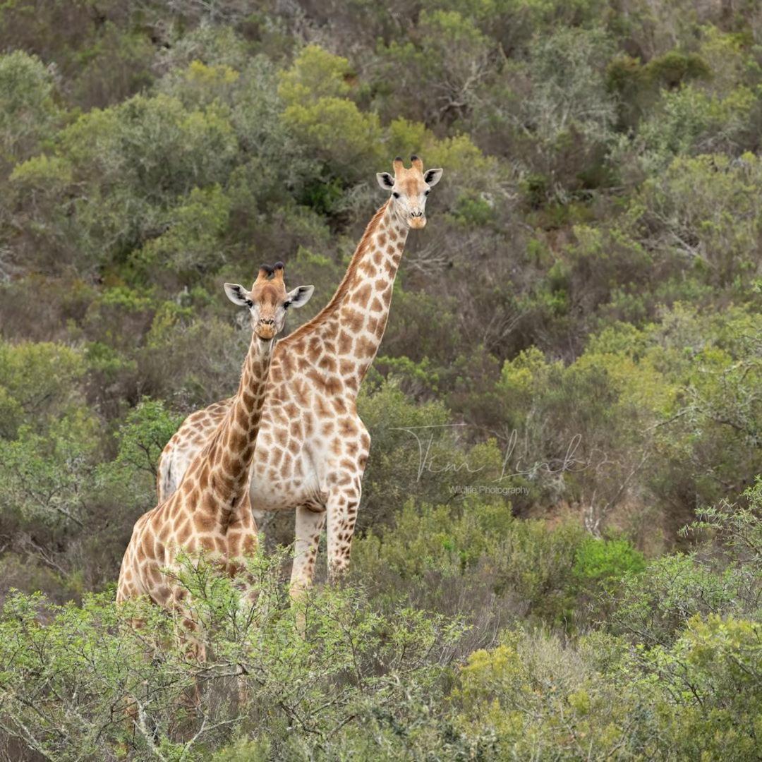 Indalu Game Reserve Boggomsbaai Exterior photo