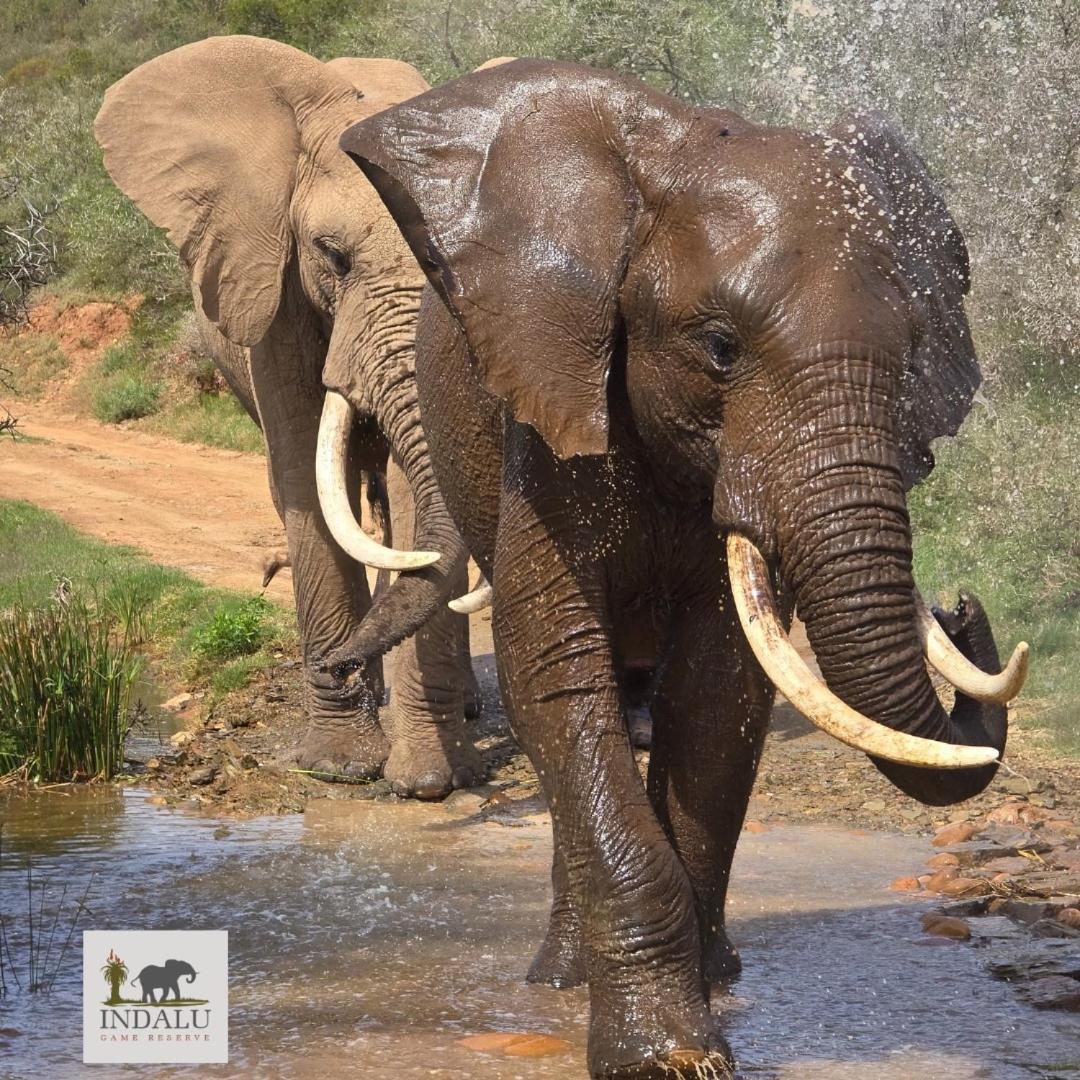 Indalu Game Reserve Boggomsbaai Exterior photo